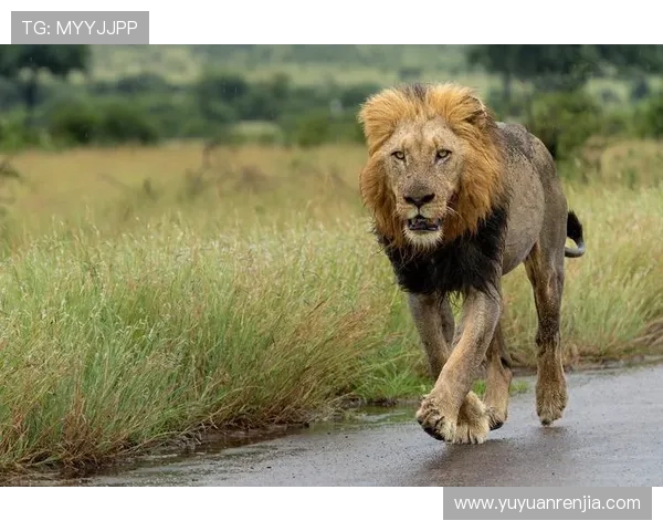 非洲雄狮崛起:揭示大草原背后的王者崛起与生态变革 - 副本 - 副本 非洲雄狮崛起:揭示大草原背后的王者崛起与生态变革 - 副本 - 副本